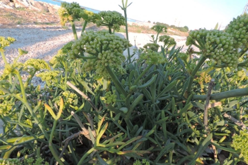 Scogli e sassi, cuscinetti...Crithmum maritimum